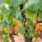 Aligote: Burgundy’s Other White Grape