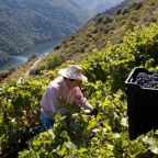 Merenzao: A Grape with Many Names