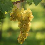 Gelber Muskateller: One of the Many Faces of Muscat Blanc à Petit Grains